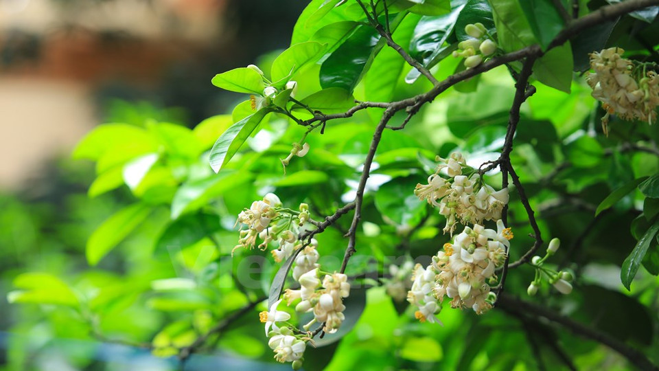 Ses fleurs à cinq pétales blanches s’ouvrent et vantent leur pistil jaune au parfum si tenace.