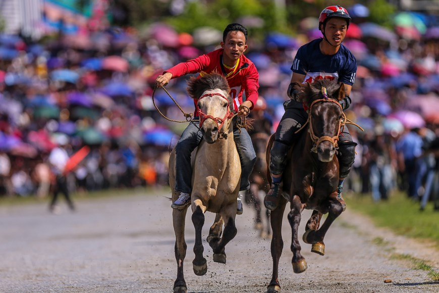 L’originalité de la course hippique de Bac Ha réside en ce qu’elle est une course des chevaux de bât, les cavaliers sont des paysans propriétaires de ces chevaux. Les ethnies minoritaires de cette localité élèvent des chevaux pour le transport des marchandises en relief escarpé. Les paysans cultivent riz et maïs sur les pentes des montagnes. Ils ont aussi des vergers de pruniers, de la variété Tam Hoa, spécialité locale. Ces paysans participent à la course devant des milliers de visiteurs, avec toute la passion pour ce sport traditionnel de leur ethnie, en souhaitant montrer leur talent sur leur monture. Photo: VietnamPlus 