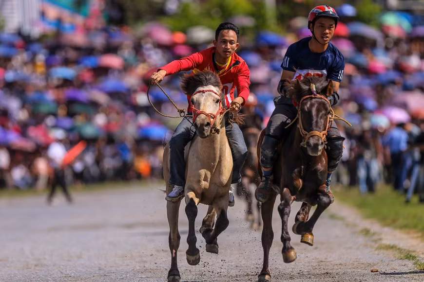 L’originalité de la course hippique de Bac Ha réside en ce qu’elle est une course des chevaux de bât, les cavaliers sont des paysans propriétaires de ces chevaux. Les ethnies minoritaires de cette localité élèvent des chevaux pour le transport des marchandises en relief escarpé. Les paysans cultivent riz et maïs sur les pentes des montagnes. Ils ont aussi des vergers de pruniers, de la variété Tam Hoa, spécialité locale. Ces paysans participent à la course devant des milliers de visiteurs, avec toute la passion pour ce sport traditionnel de leur ethnie, en souhaitant montrer leur talent sur leur monture. Photo: VietnamPlus 