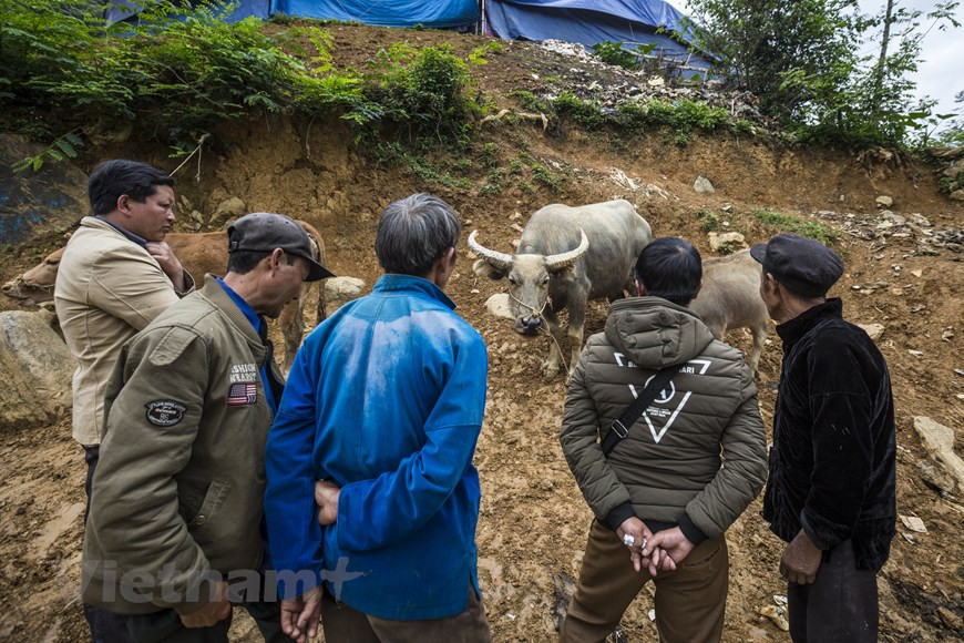 Tous les samedis, dans le district de Si Ma Cai (province de Lào Cai, Nord), un marché aux buffles attire des vendeurs et acheteurs à des centaines de kilomètres à la ronde, et même de Chine. Il s’agit de Can Câu, le plus grand marché aux buffles du Nord-Ouest. Situé dans une vallée, le marché aux buffles a une ambiance très animée. Un épais brouillard baigne la localité, d’où s’échappe le bruit des clochettes de centaines de buffles convergeant vers le marché. Sur la route No 153, des dizaines de camionnettes venant des provinces de Yên Bai, Tuyên Quang, Son La, Phu Tho, Hà Giang et Diên Biên entrent dans la commune, après une nuit de route. Photo : Minh Son/Vietnam+