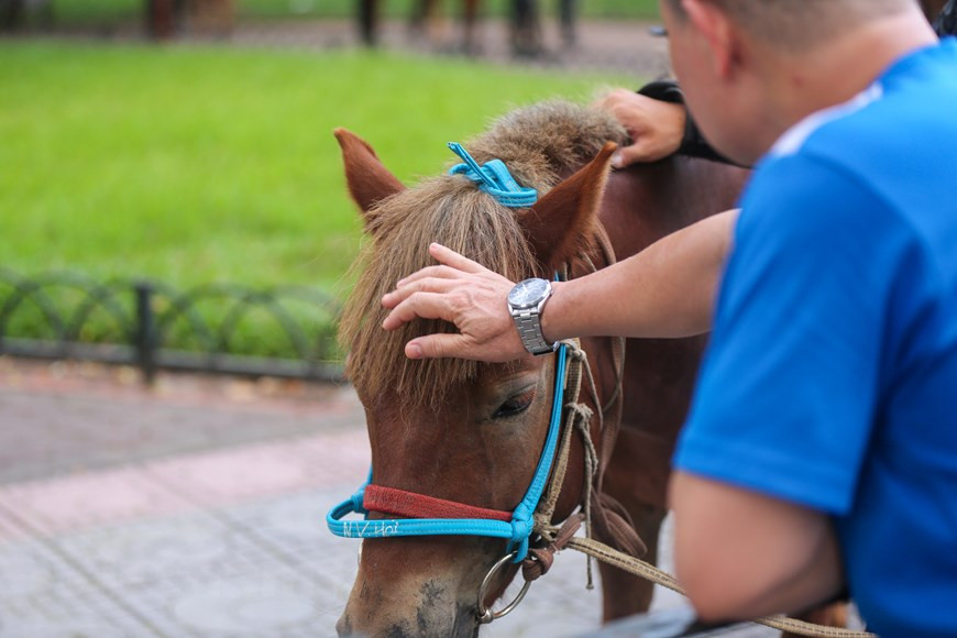 Parallèlement à la création de la Force de police mobile, le Commandement de la Police mobile entreprend également un processus de domestication et de formation de chevaux professionnels au service de la prévention et de la lutte contre la criminalité au Vietnam. C’est l’une des activités du programme et du plan mis au point par le Commandement de la police mobile pendant des mois. Dans le même temps, les résultats obtenus à ce jour ont été communiqués aux délégués de la neuvième session de la XIVe législature de l’Assemblée nationale. Pour le défilé, une soixantaine de chevaux mongols de race pure se sont présentés tôt près du bâtiment de l'Assemblée nationale, situé dans la capitale. Photo : Minh Son/VietnamPlus 
