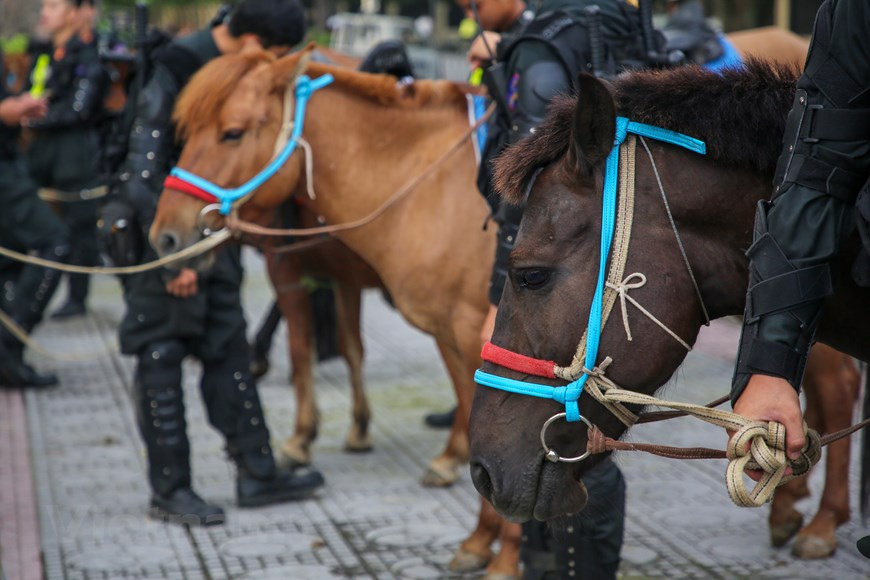 Les chevaux appartenant à la force équine sont soignés et entraînés par la Police mobile, sous la direction de la Police mobile, du ministère de la Sécurité publique du pays de la province de Thai Nguyen. La Police mobile est une unité de combat constituée par décision du portefeuille de la sécurité publique dont la principale fonction et la tâche est d'entraîner et d'utiliser directement des chevaux pour faire face à la criminalité, garantir la sécurité et l'ordre social. Pour symboliser son attachement à la mission d'assurer le respect de la loi, la Police mobile à cheval a effectué sa défilé devant le siège de l'Assemblée nationale à Hanoï. Photo : Minh Son/VietnamPlus 