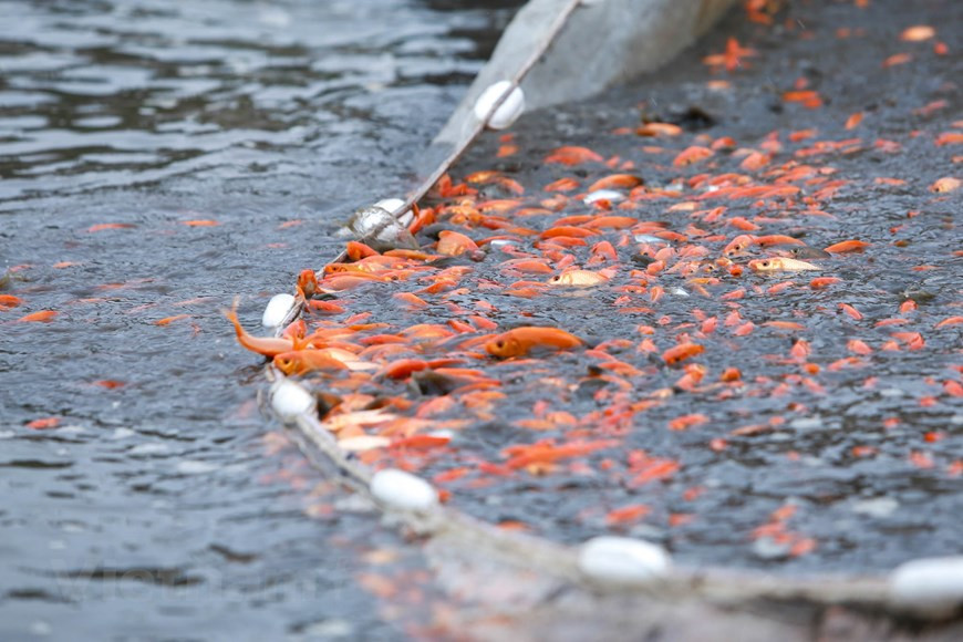 A chaque Tet Tao Quan, le village de Thuy Tram à la commune Tuy Lôc, province de Phu Tho (Nord) fournit environ 50 tonnes de carassins dorés au marché. 
