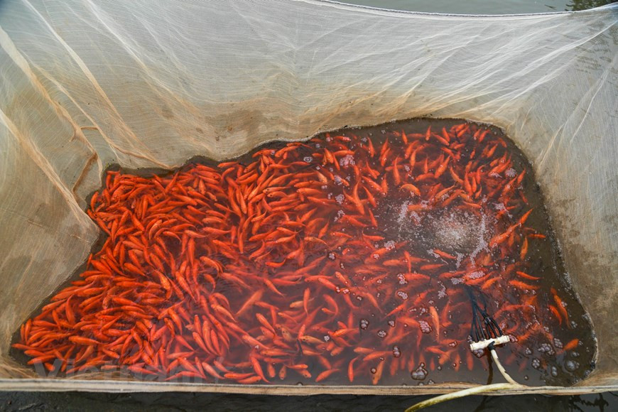 Au moment de la pêche au Têt Tao Quân, le carassin doré se vend bien sur le marché. Alors, le métier d’élevage des carassins dorés est très lucratif.