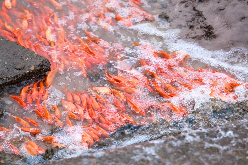 Selon les habitants locaux, la superficie d’élevage des carassins dorés au village de Thuy Tram à la commune Tuy Lôc, province de Phu Tho (Nord) s’élève à 30ha avec des centaines de foyers d’agriculteurs. 