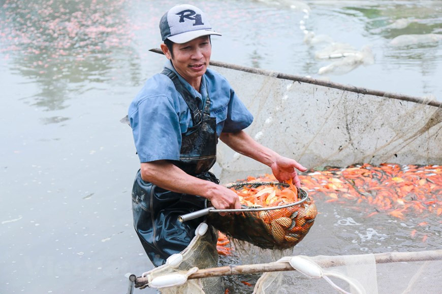 Selon M. Nguyen Huy Luan, propriétaire d’un foyer d’élevage au village de Thuy Tram à la commune Tuy Lôc, province de Phu Tho (Nord), cette année, le climat est favorable pour l’élevage des carassins dorés. 