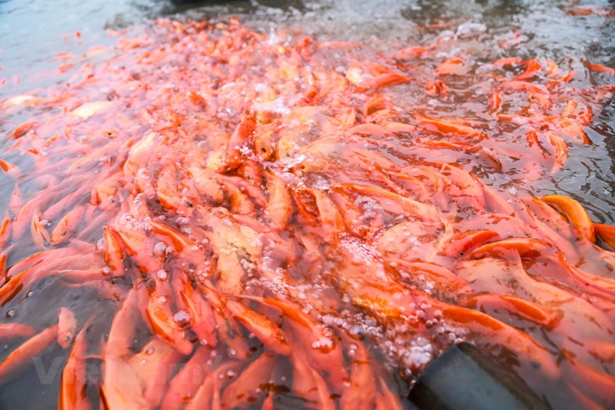 Ces dernières années, l’élevage des carassins dorés contribue d’ores et déjà à faire fortune à plusieurs foyers locaux et change la physionomie de la moyenne région montagneuse Thuy Trâm. 