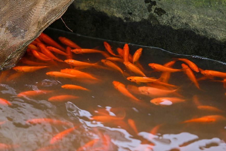 Selon les habitants locaux, les carassins dorés aux normes requises c’est le type de poisson comprenant 40 spécimens le kilo. Ces poissons doivent avoir une tête et un corps effilés, bien proportionnés, écailles régulières et brillantes sous le soleil, nageoire caudale non déchirée au moment de la pêche. 