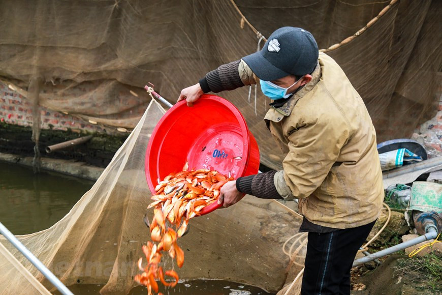 En effet, le village Thuy Trâm à la commune Tuy Lôc, province de Phu Tho (Nord) élève à la fois des alevins, des poissons en alternance avec des carassins dorés. 