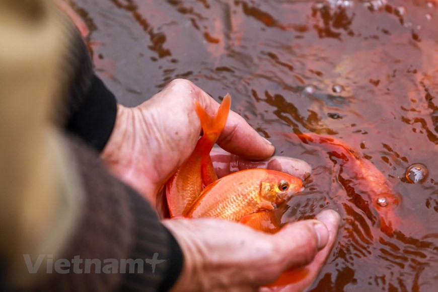 Vers la fin d’année, après la pêche des poissons, les villageois se concentrent seulement dans l’élevage des carpes rouges au service du Têt Tao Quân ou la fête cultuelle du Génie du foyer. 