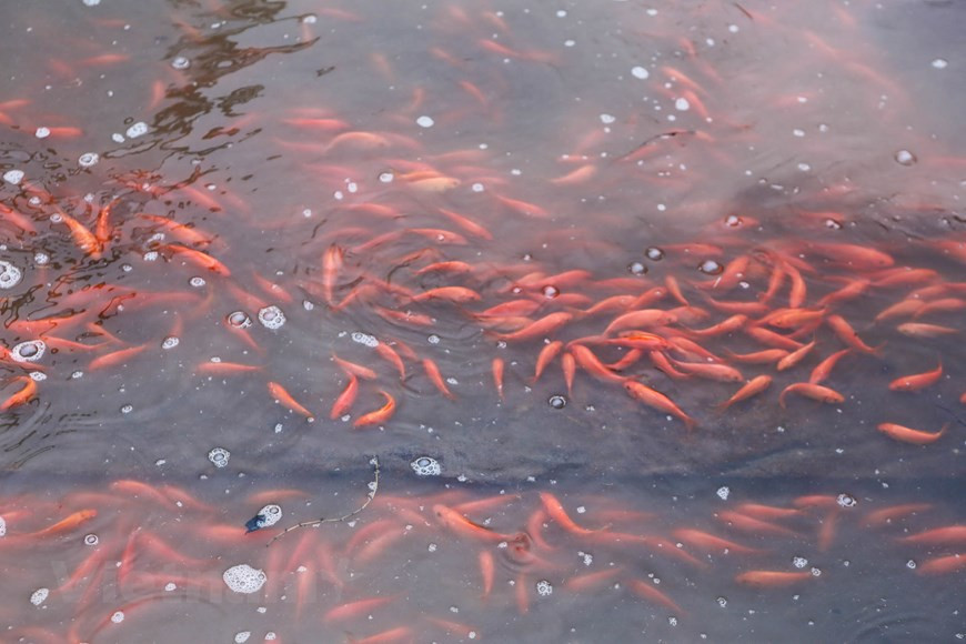 Selon les villageois de Thuy Tram à la commune Tuy Lôc, province de Phu Tho (Nord), le métier d’élevage des carassins dorés a débuté vers les années 1960.