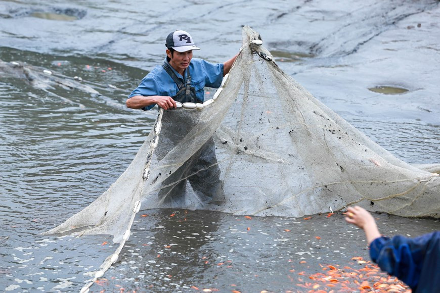 A cause de l’offre abondante, cette année, le prix de ces poissons -carassins dorés est en forte baisse, soit 50-60.000 dôngs le kilo contre 70.000 dôngs voire 120.000 dôngs le kilo les années précédentes. 