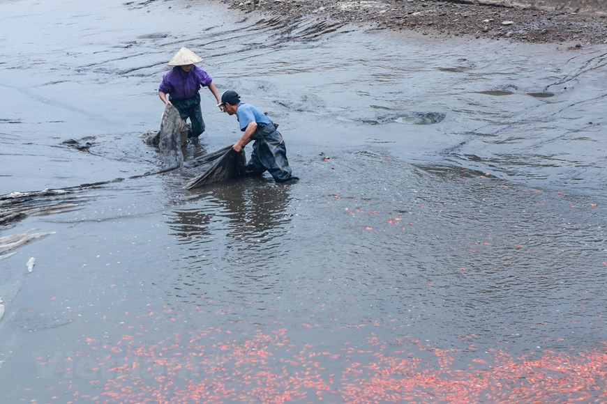 Le village Thuy Tram, dans la province de Phu Tho est le plus grand et le plus ancien village pratiquant l’aquaculture de carassins dorés au Nord. A l’approche du Têt traditionnel, les habitants du village de Thuy Tram sont très occupés par la pêche des carassins dorés. 