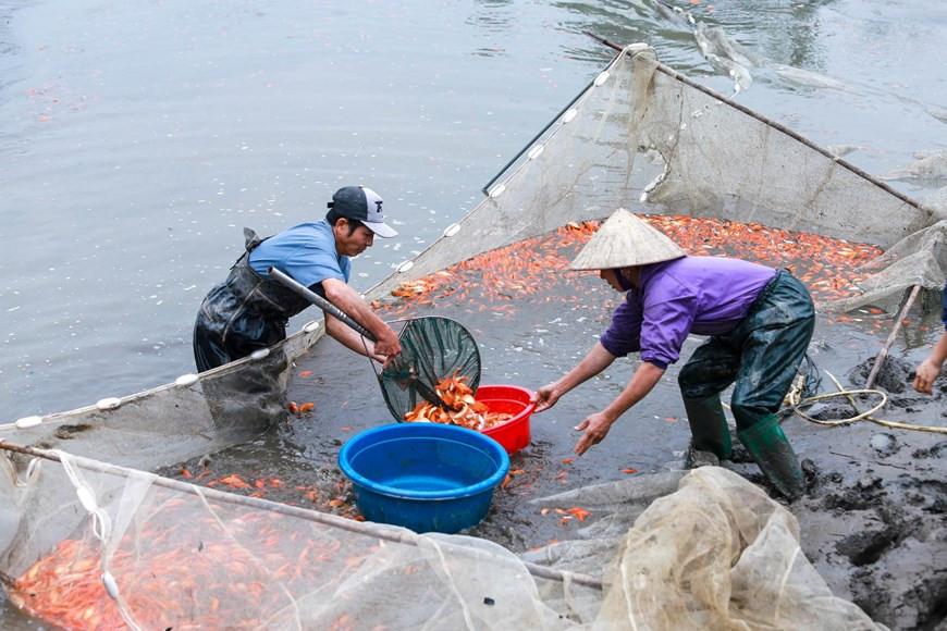Normalement, les agriculteurs commencent à nourrir les alevins vers le 6e mois pour qu’ils soient à maturité juste à l’occasion du Têt Tao Quan ou la fête cultuelle du Génie du foyer. 