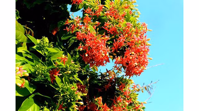 Les quisqualis indicas, avec les couleurs rouges et roses sont également en pleine floraison, leur parfum est doux et agréable. Cette fleur est également cultivée dans des pergolas sur des toits anciens à Hôi An. Photo: baoquocte.vn 