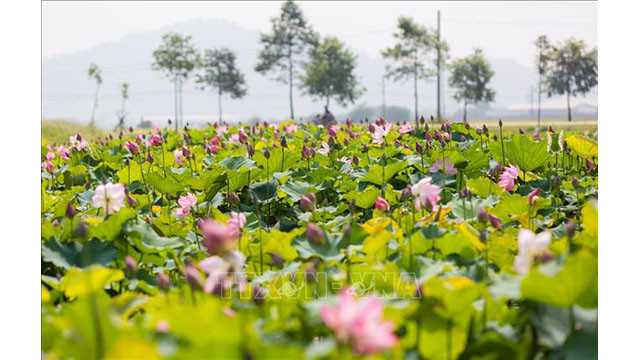 Les étangs et les lacs laissés à l’abandon dans la commune de Kim Liên au district de Nam Dàn, province de Nghê An (au Centre du Vietnam) sont en cours de rénovation pour développer un modèle de plantation de lotus, créant un point phare de la culture et du touristique dans la terre natale de l’Oncle Hô.