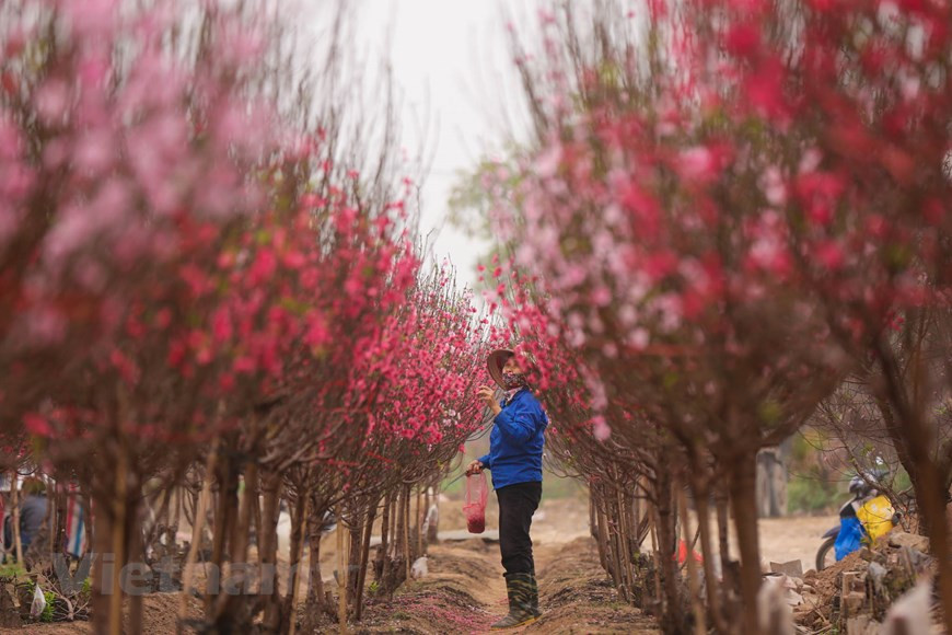 Le changement climatique durant ces dernières années a inquiété les horticulteurs. Photo: Minh Son / Vietnamplus