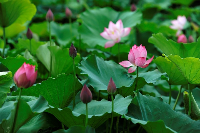 Les fleurs de lotus déploient leurs feuilles et fleurissent avec leur parfum distinct.