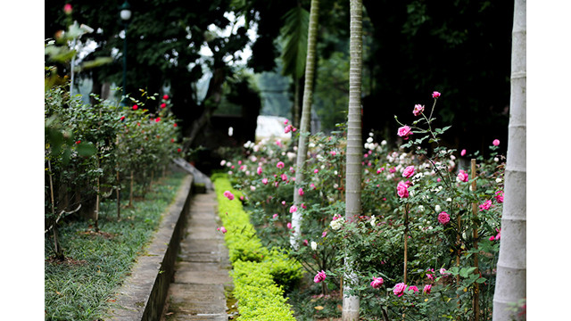 Les roses poussent des deux côtés des allées, créant une vue romantique pour l'espace de la citadelle impériale de Thang Long.