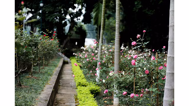 Les roses poussent des deux côtés des allées, créant une vue romantique pour l'espace de la citadelle impériale de Thang Long.