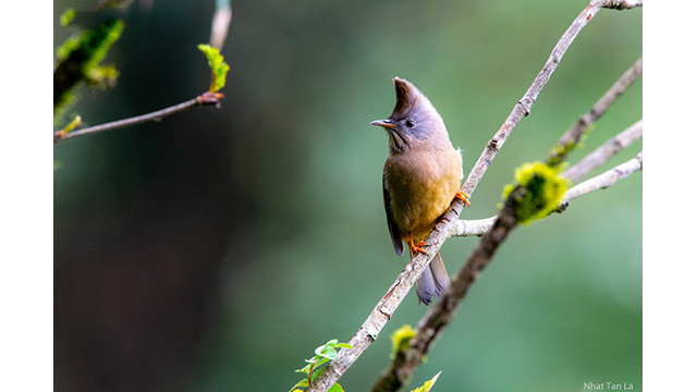 Sur le chemin qui mène au sommet du mont Fansipan, on croise souvent un petit oiseau, avec une crête incurvée, appelée Yuhina gularis. Cette espèce vit à une altitude d’environ 1 500 mètres ou plus.