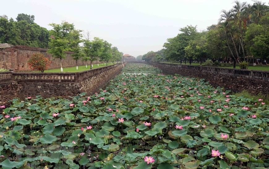 Les fleurs de lotus sont plantées dans de nombreux étangs et lacs de la province de Thua Thiên-Huê, mais les plus belles se trouvent peut-être dans la dans la zone du Dai Nôi.
