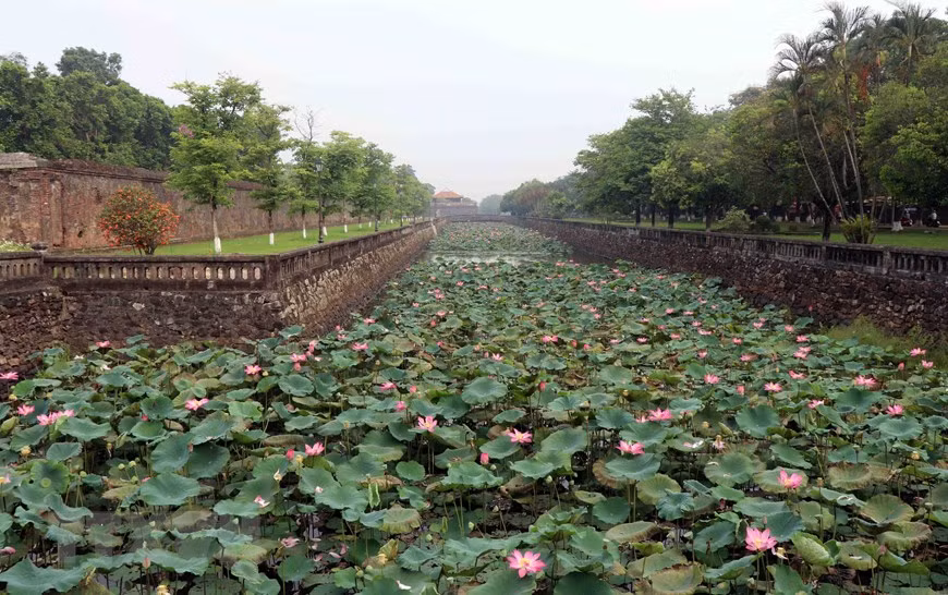 Les fleurs de lotus sont plantées dans de nombreux étangs et lacs de la province de Thua Thiên-Huê, mais les plus belles se trouvent peut-être dans la dans la zone du Dai Nôi.
