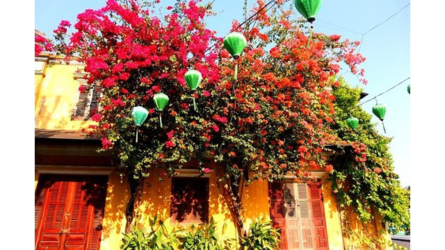 Des fleurs de bougainvillier brillent la vieille ville de Hôi An. Photo: baoquocte.vn 