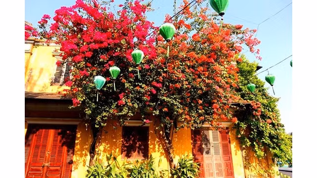 Des fleurs de bougainvillier brillent la vieille ville de Hôi An. Photo: baoquocte.vn 
