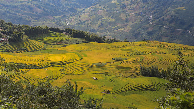 Le riz mûr à A Lu.