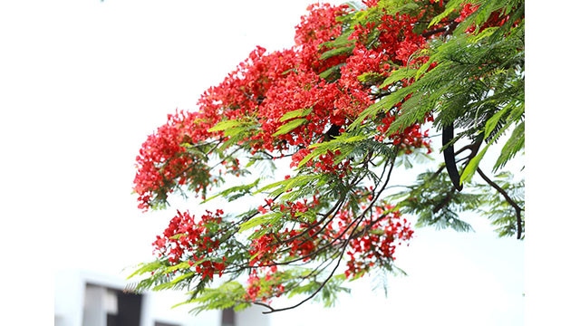 À Hanoi, à partir de la fin du mois de mai, les rues ont été plus éblouissantes par la couleur rouge des fleurs de flamboyants, donnant à Hanoi une beauté animée.