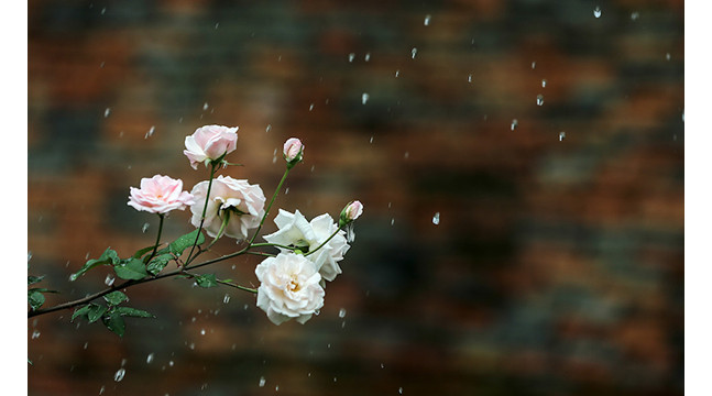 Ces rosiers fleurissent toute l'année et peuvent vivre jusqu'à 50 ans ou plus.