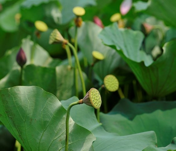 Les gousses de lotus commencent à produire des graines, promettant une saison exceptionnelle.