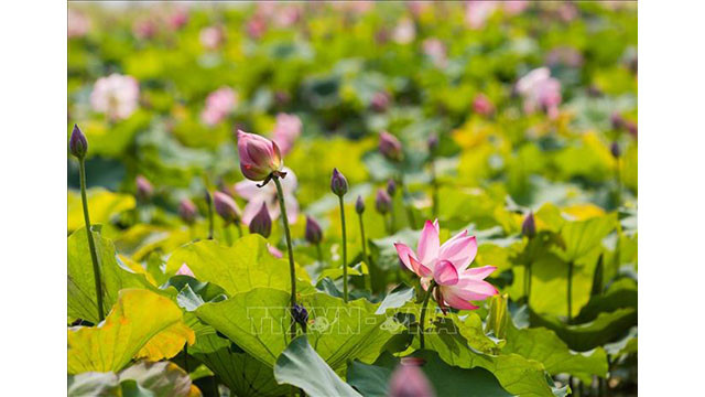 La commune de Kim Liên a favorisé la restructuration des cultures à l’orientation de l'économie urbaine, la rénovation de près de 6 hectares d'étangs laissés à l’abandon pour développer des modèles de culture des lotus.