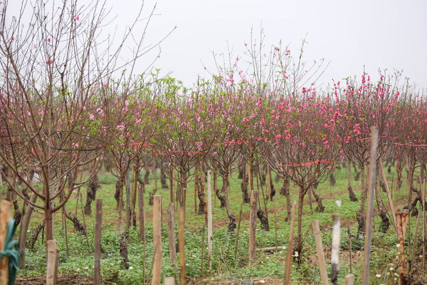 Les pêchers sont en fleurs entre le 15 et le 25 du dernier mois de l'année lunaire. Photo: Minh Son / Vietnamplus