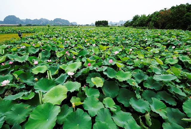 Le lotus est devenu un sujet spécial inspirant de nombreux photographes.