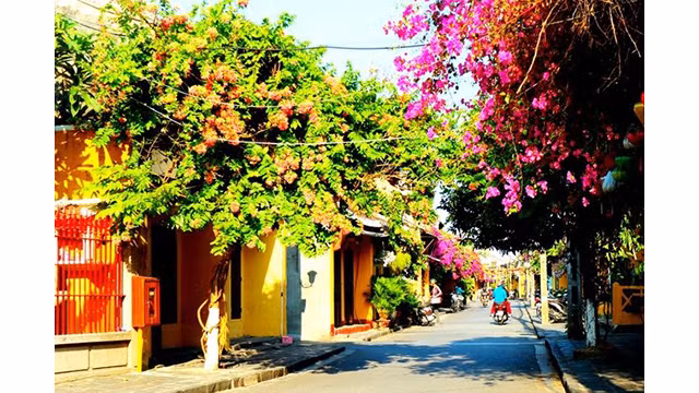 Les fleurs de bougainvillier, avec toutes leurs couleurs, illuminent les rues de Hôi An, dissipant l'atmosphère sombre et inquiétante de l'épidémie de COVID-19 ces derniers jours. La saison de fleurs de bougainvillier est arrivée, mais les rues de Hôi An sont peu peuplées à cause de la pandémie sévissante. Photo: baoquocte.vn 