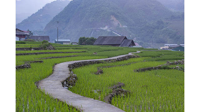 Les visiteurs peuvent profiter de l'immense vue sur le vert de la maison des familles d'accueil locales ou se promener sur les sentiers dans les rizières en terrasses.