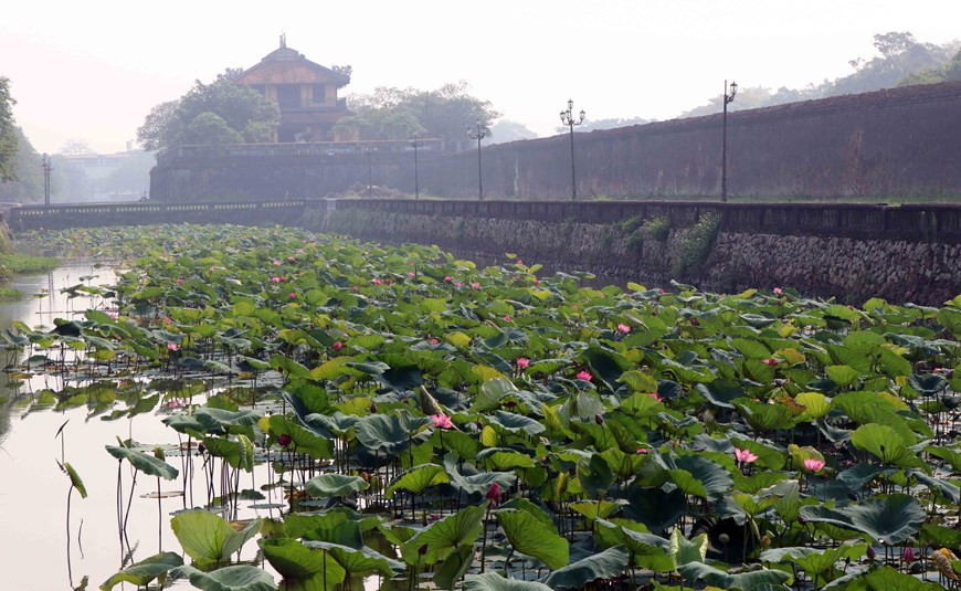 Les lotus fleurissent dans la zone du Dai Nôi.