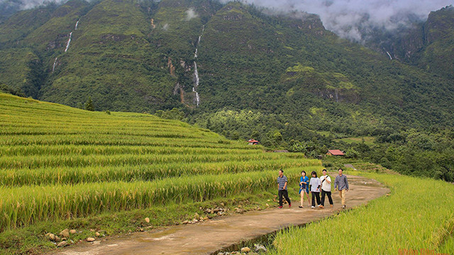 De la fin août au début du mois de septembre, les rizières de la commune de Y Ty virent au jaune vif. C’est le meilleur moment pour que les visiteurs puissent admirer la beauté époustouflante du riz mûr. Sur le chemin de Sa Pa à Y Ty, les touristes peuvent s’arrêter pour admirer les rizières dorées de la vallée de Ta Giang Phin dans la commune de Den Sang.