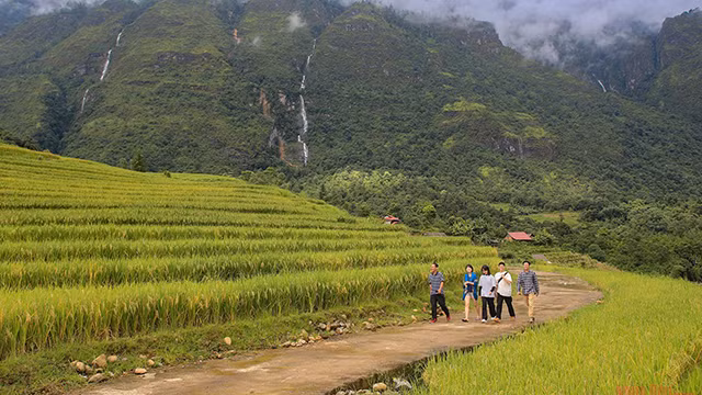 De la fin août au début du mois de septembre, les rizières de la commune de Y Ty virent au jaune vif. C’est le meilleur moment pour que les visiteurs puissent admirer la beauté époustouflante du riz mûr. Sur le chemin de Sa Pa à Y Ty, les touristes peuvent s’arrêter pour admirer les rizières dorées de la vallée de Ta Giang Phin dans la commune de Den Sang.