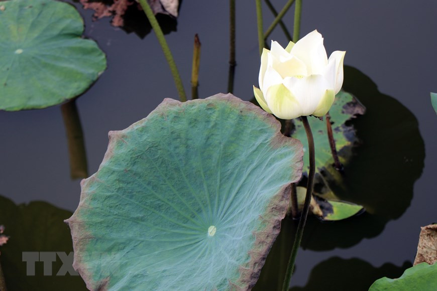 Les lotus fleurissent dans la zone du Dai Nôi.