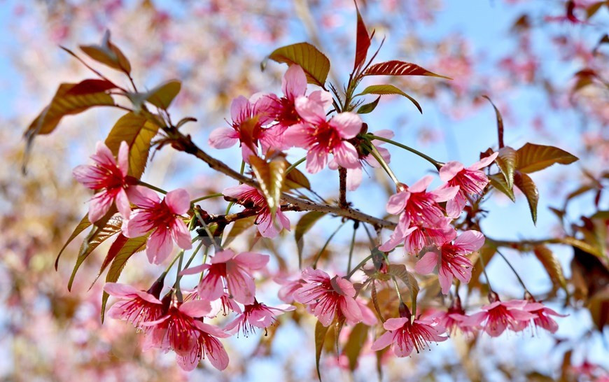 Mu Cang Chai est immergé dans la couleur rose des fleurs To Day (Photo: VNA)