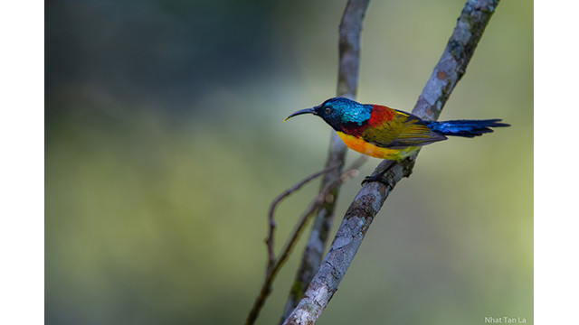 Le suimanga à queue verte (Aethopyga nipalensis) est un oiseau spectaculaire par sa beauté. La luminosité de son plumage le fait ressortir au milieu de la forêt.