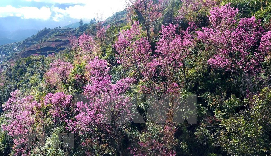 La fleur To Day fleurit souvent un mois avant les pêchers traditionnels (Photo: VNA)