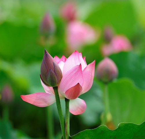 Les boutons de lotus roses parfumés dans l'étang.