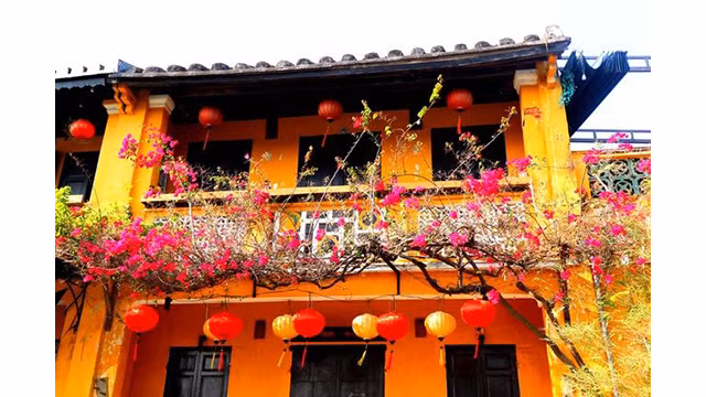 Des fleurs de bougainvillier recouvrent toutes les vieilles maisons de Hôi An. Photo: baoquocte.vn 