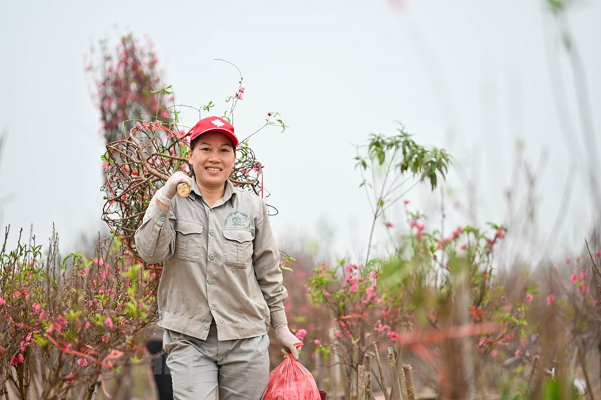 Forts de leur expérience, les cultivateurs font grandir des pêchers dont les bourgeons s’épanouissent pour le Nouvel An traditionnel. Photo: Minh Son / Vietnamplus