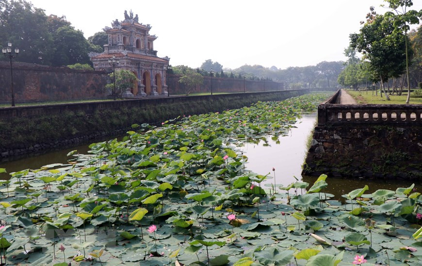 Les lotus fleurissent dans la zone du Dai Nôi.