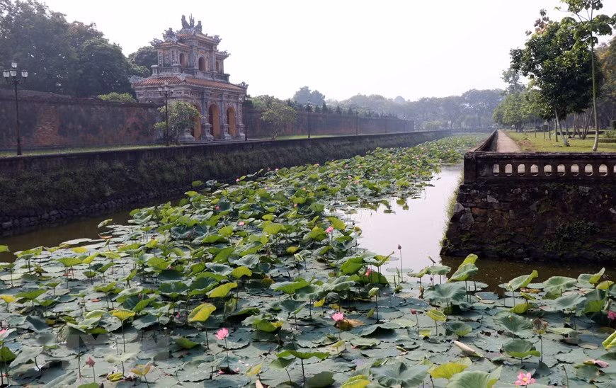 Les lotus fleurissent dans la zone du Dai Nôi.